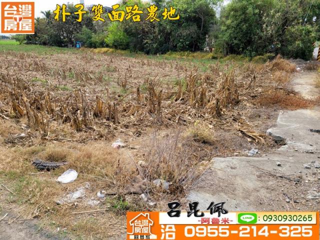 朴子農地-2
