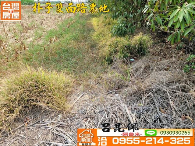 朴子農地-3