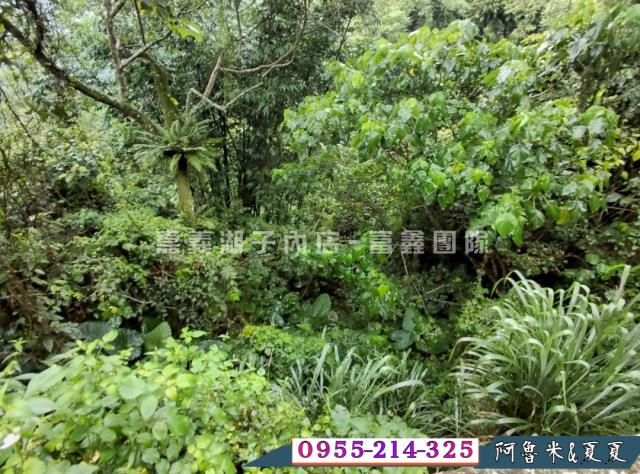 梅山農地-4