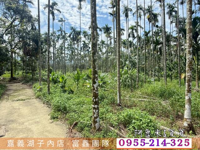 中埔農地-4