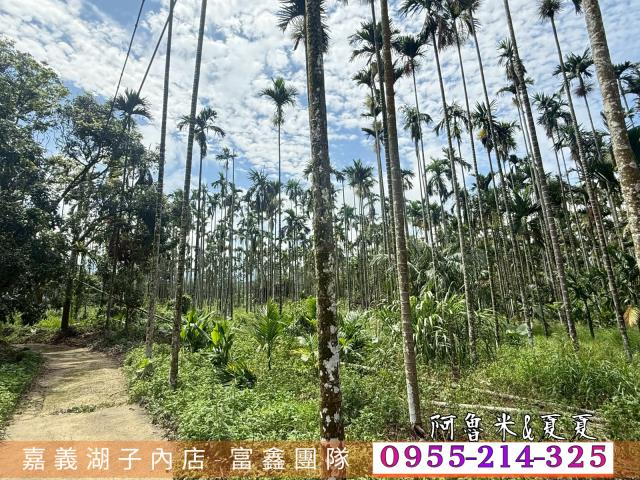 中埔農地-6