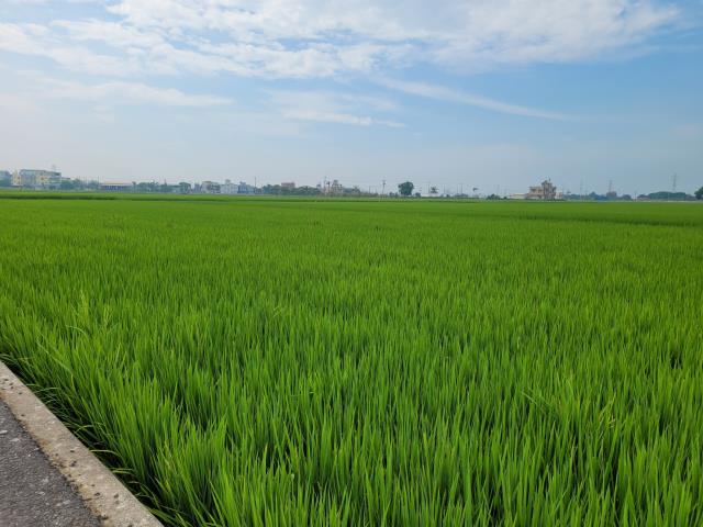 六腳農地-1
