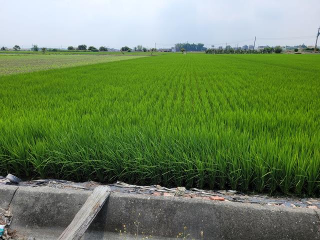 六腳農地-3