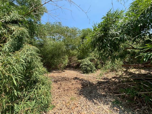 嘉義大林農地-3