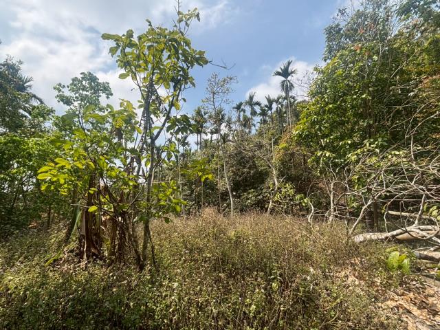 嘉義竹崎林地-2