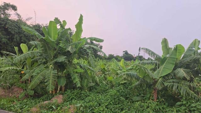 嘉義民雄農地-2