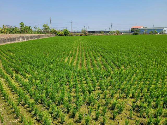 太保農地-2