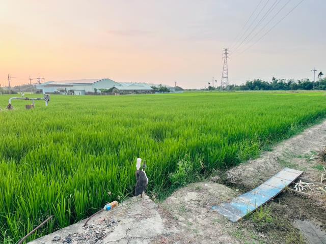 嘉義民雄農地-1